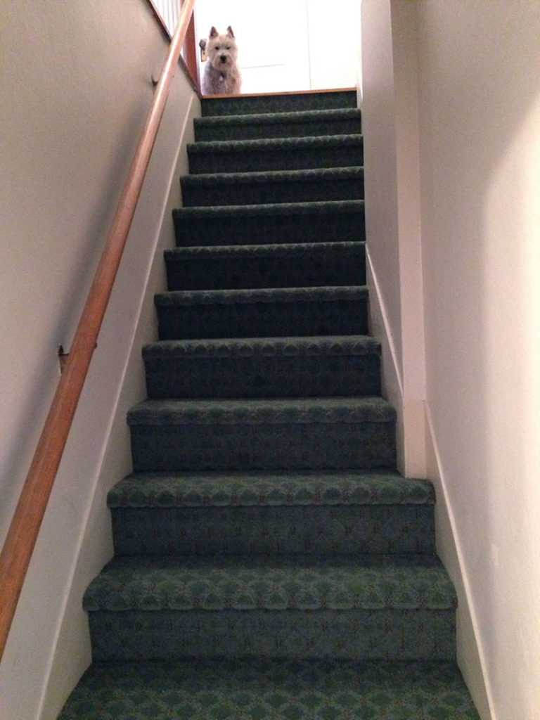 There's Abbie. She likes the new carpet AND padding which makes coming down much easier for her.