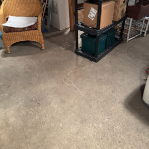 The mysterious dead rat