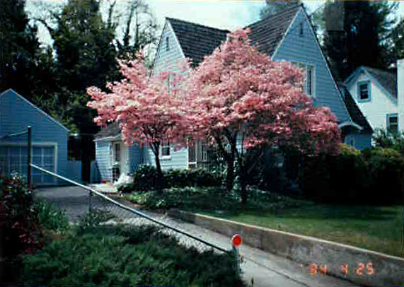 Blue House 1984